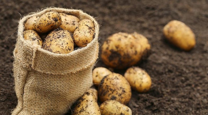 Кто покупает белорусский картофель и у кого его покупает сама Беларусь: удивительные факты картофельной географии
											 
												Кто покупает белорусский картофель и у кого его покупает сама Беларусь: удивительные факты картофельной географии